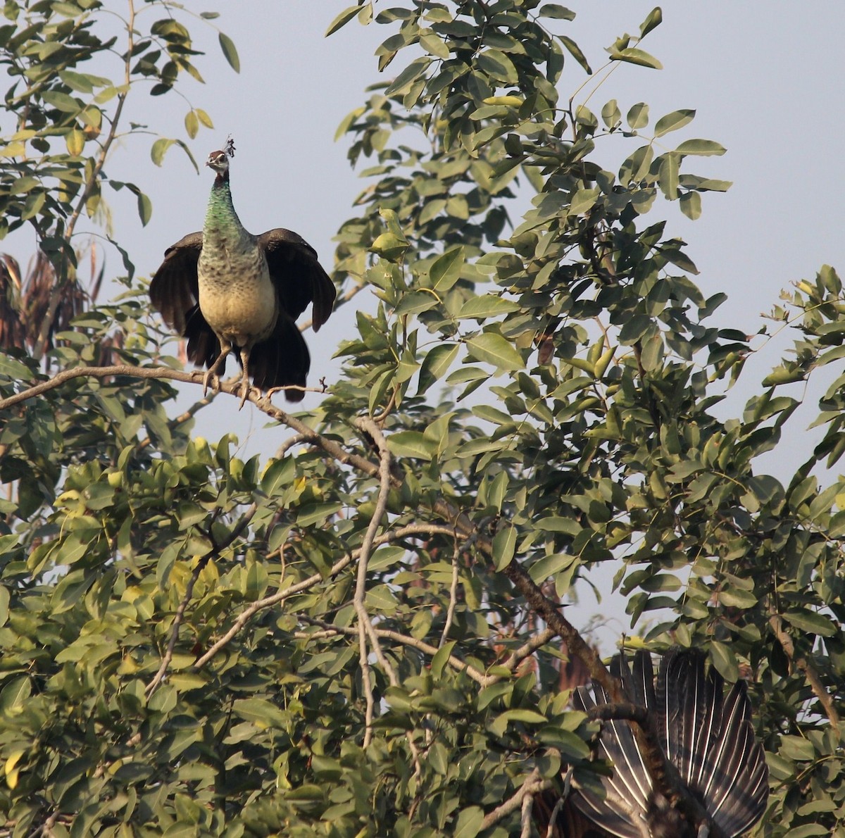 Indian Peafowl - CHANDRA BHUSHAN