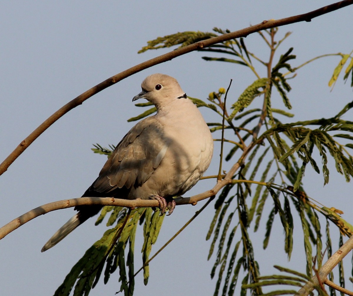Eurasian Collared-Dove - CHANDRA BHUSHAN