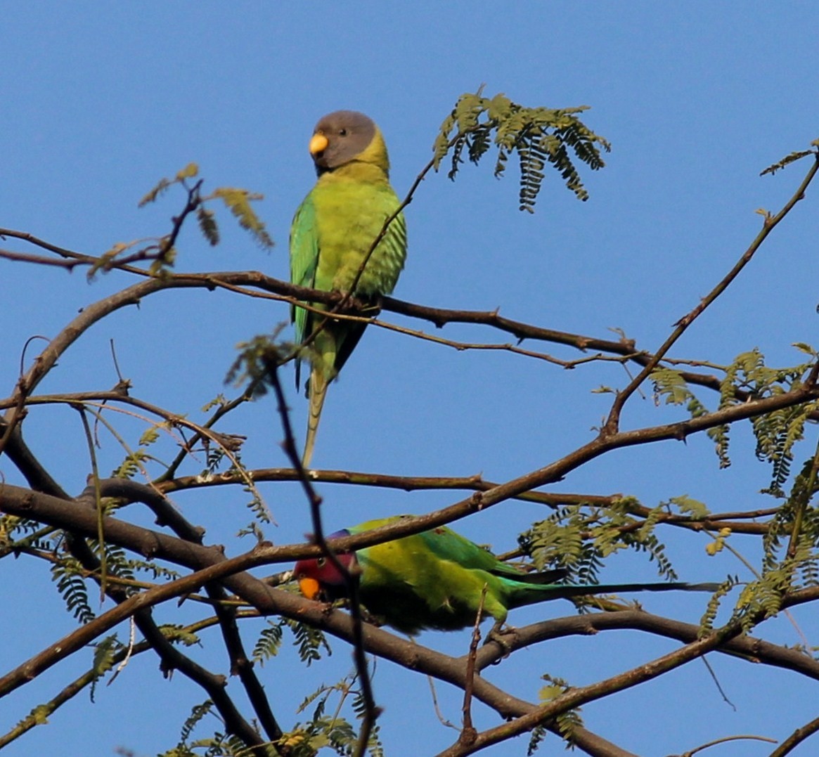 Plum-headed Parakeet - CHANDRA BHUSHAN