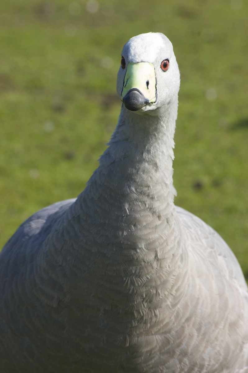 Cape Barren Goose - Mark Tindale