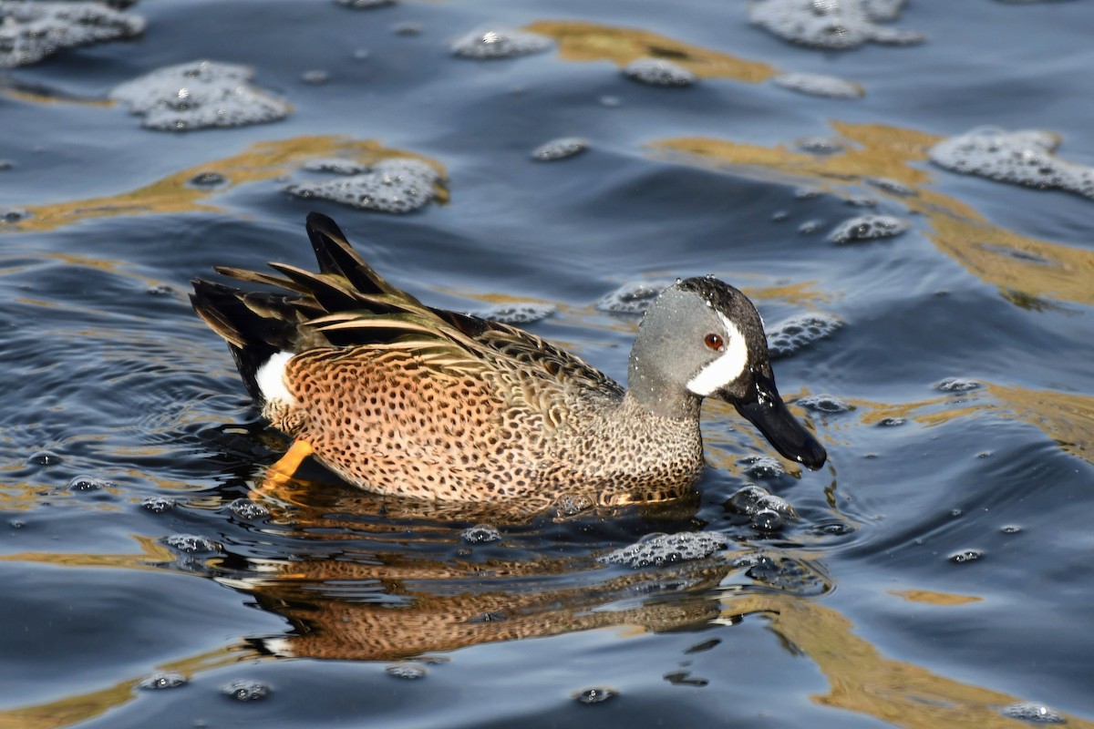 Blue-winged Teal - ML135854911