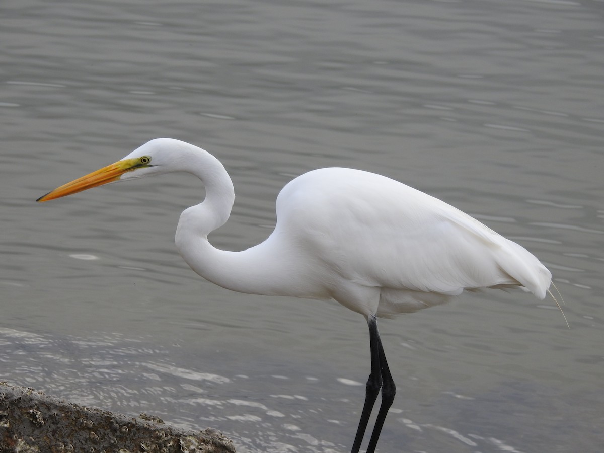 Great Egret - Tracy f