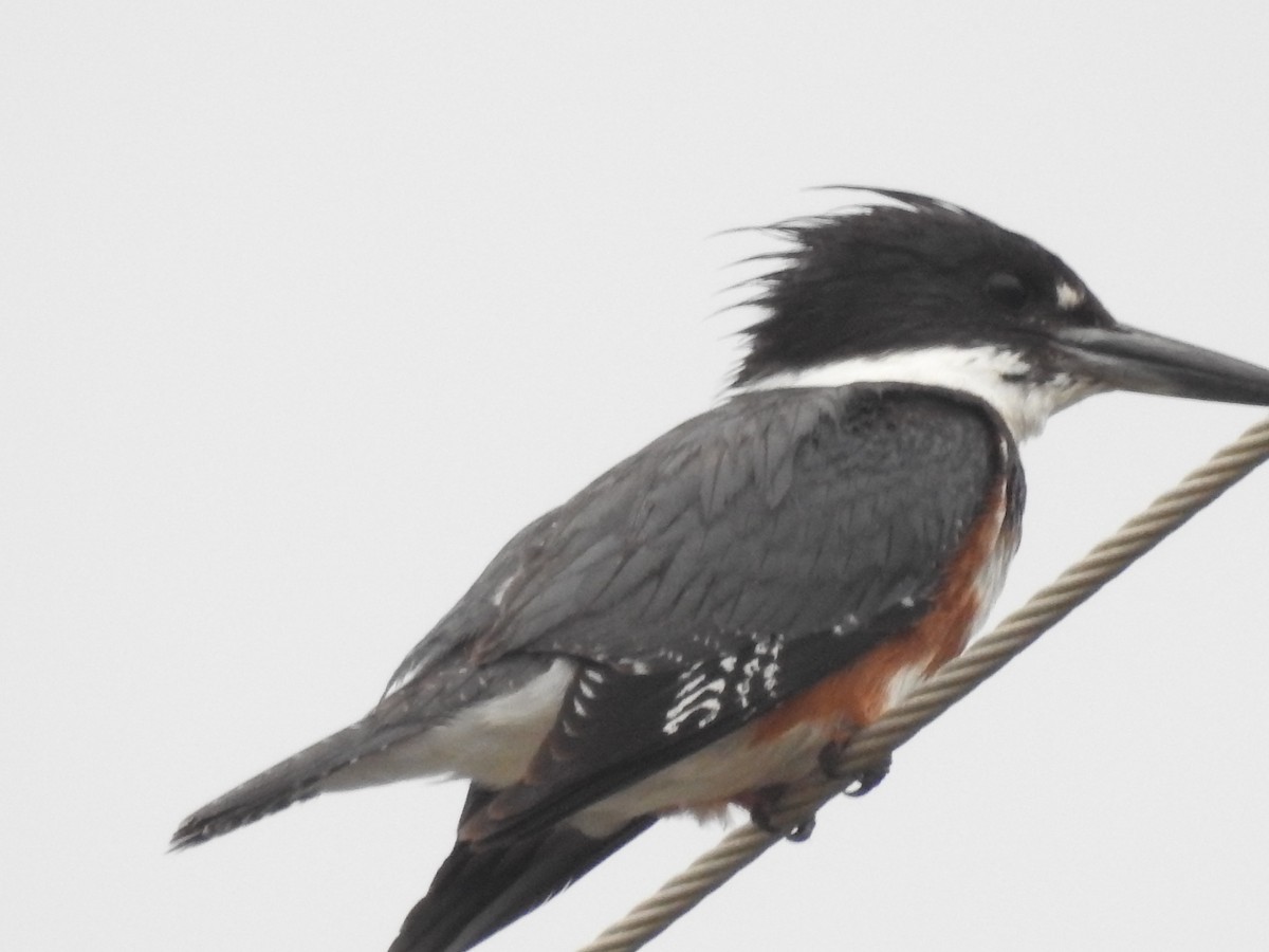 Belted Kingfisher - ML135856601