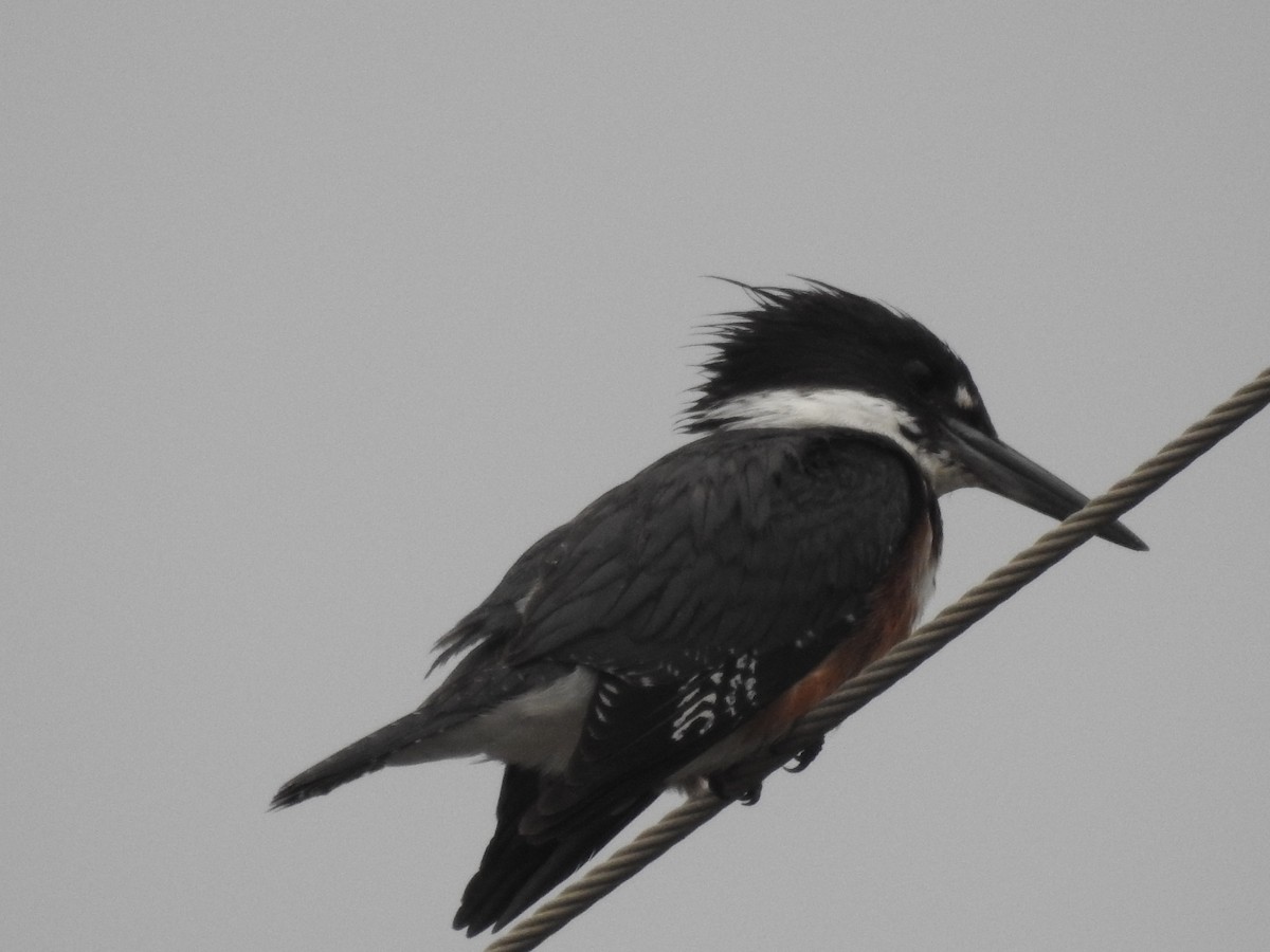 Belted Kingfisher - ML135856611