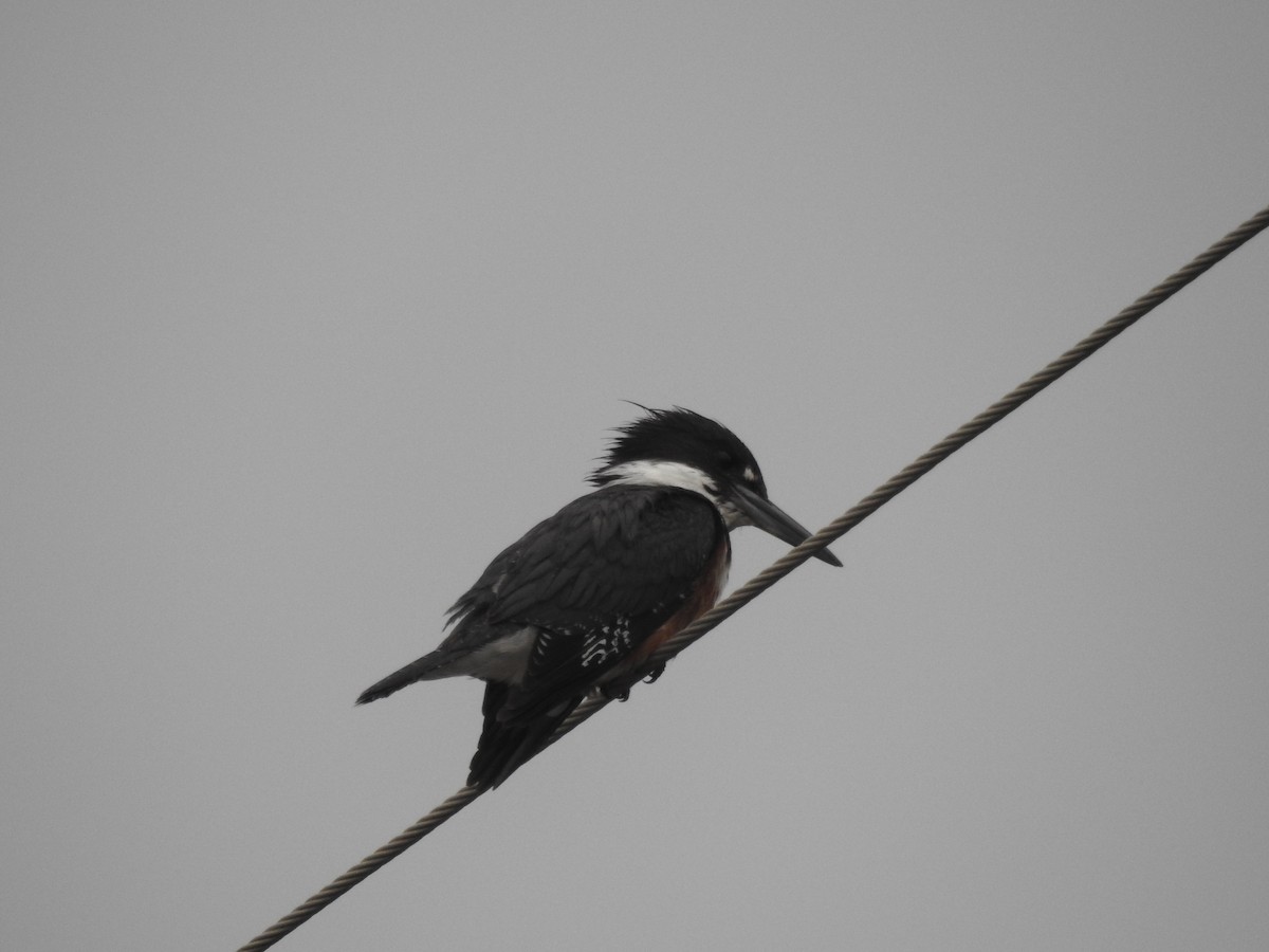 Belted Kingfisher - ML135856621