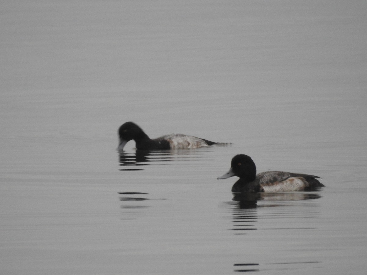 Greater/Lesser Scaup - ML135856751