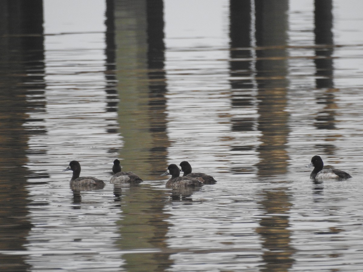 Greater/Lesser Scaup - ML135856771