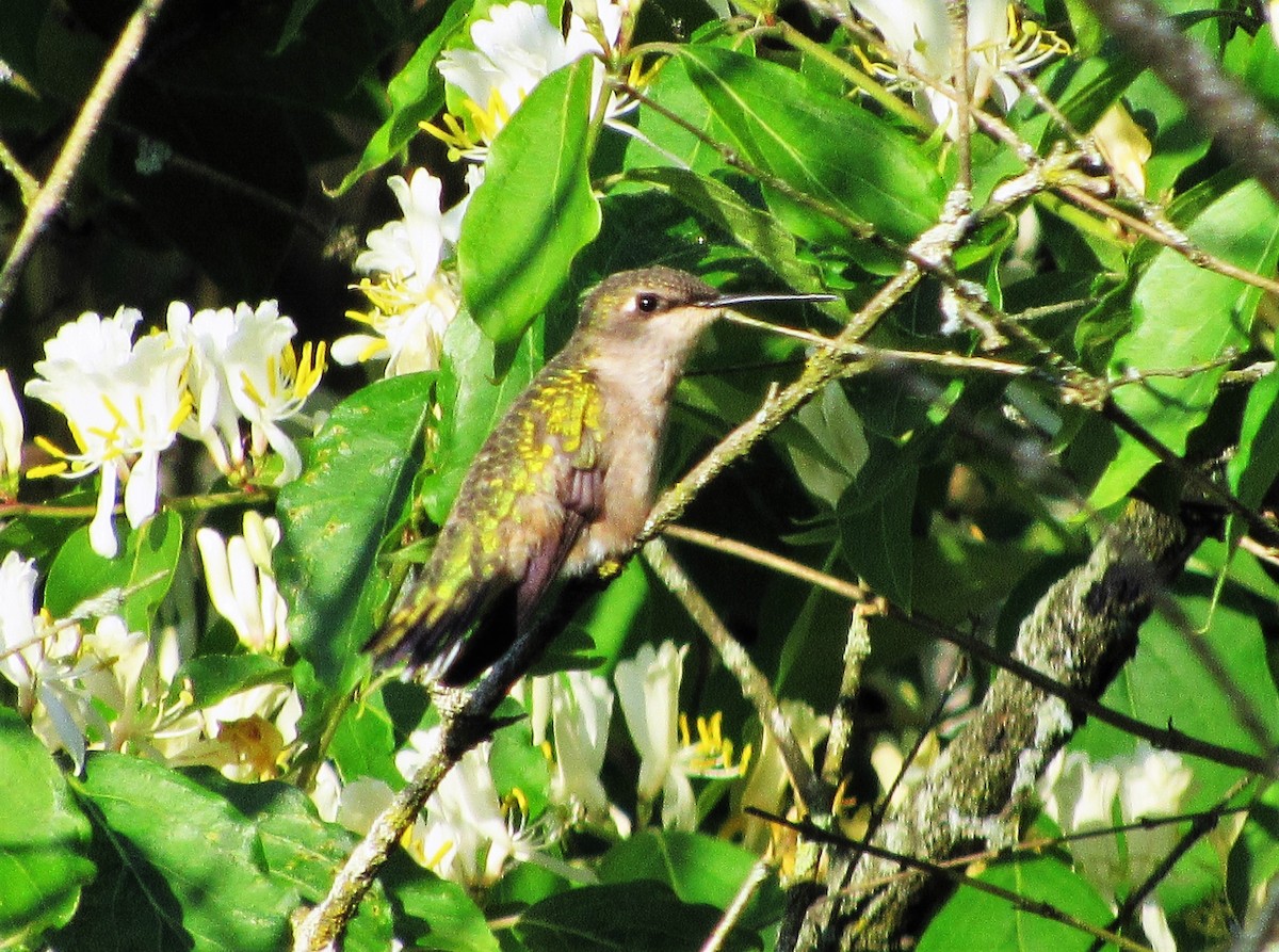Ruby-throated Hummingbird - Fred Kachmarik