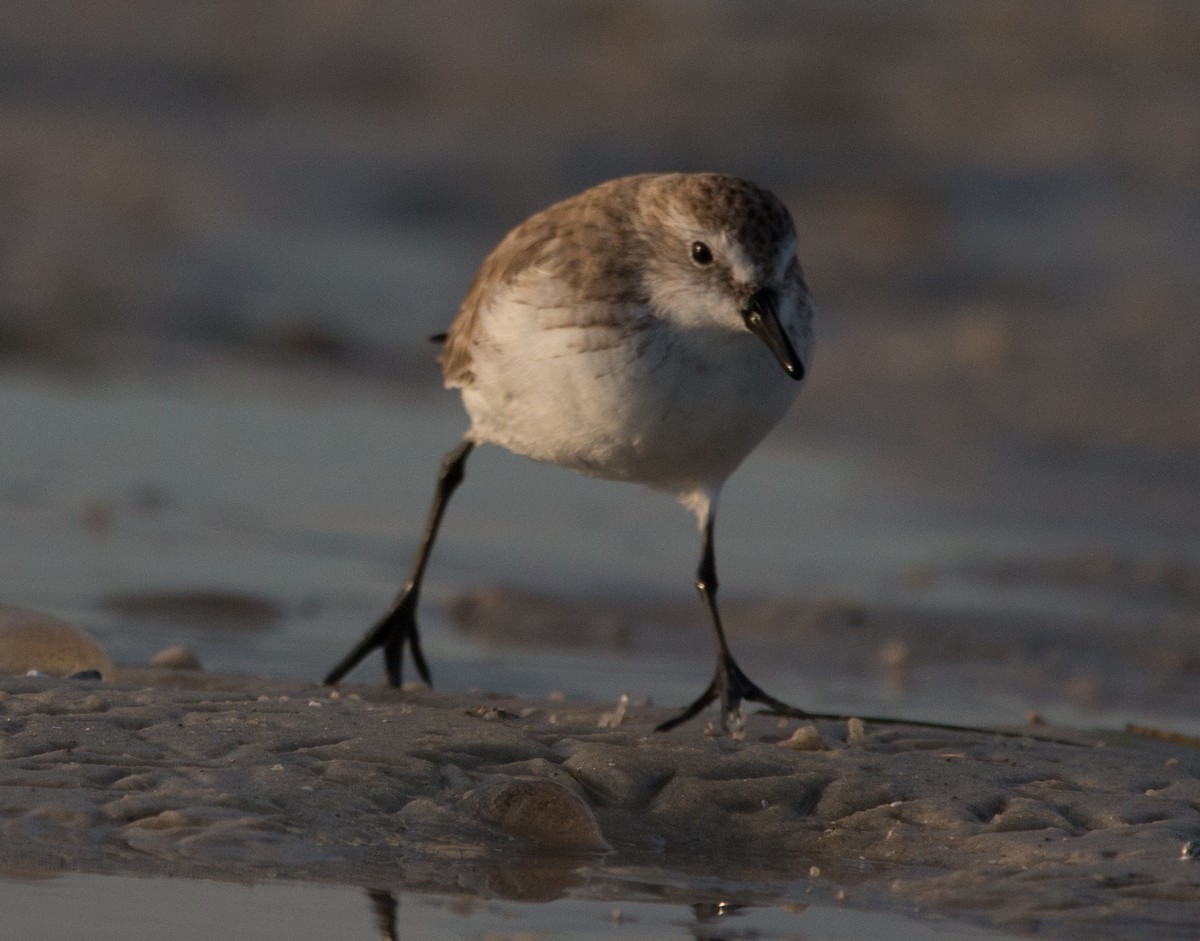 Western/Semipalmated Sandpiper - Joel Strong