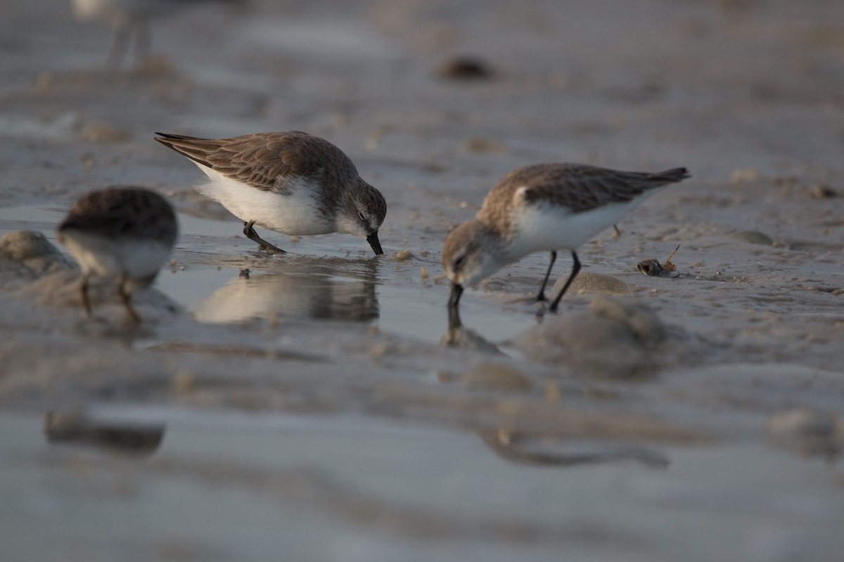 Western/Semipalmated Sandpiper - Joel Strong