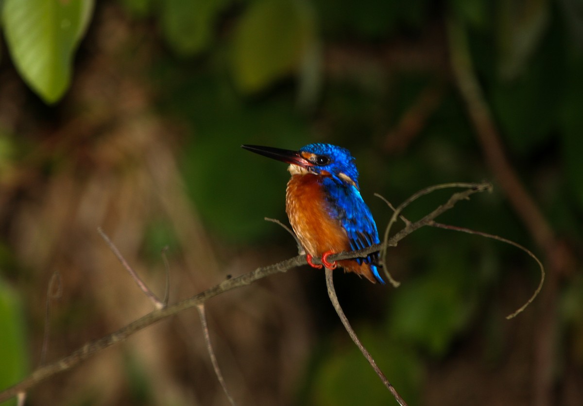 Blue-eared Kingfisher - Pam Rasmussen