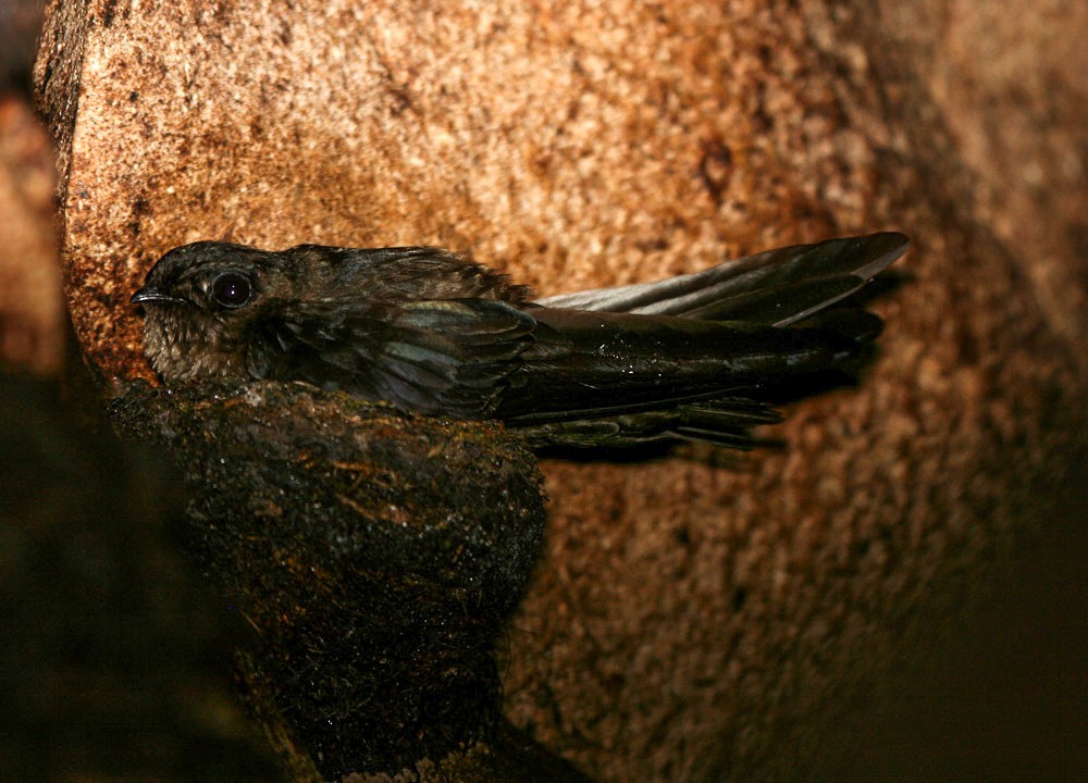 Black-nest Swiftlet - Pam Rasmussen