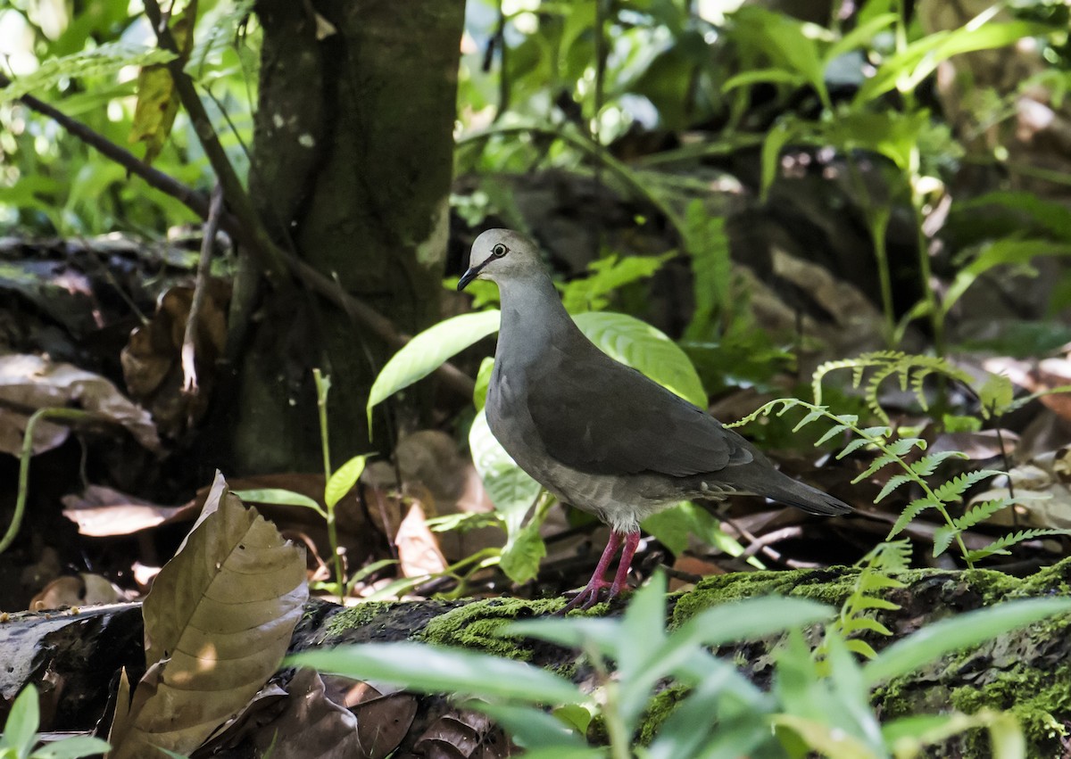 Gray-chested Dove - ML135864551