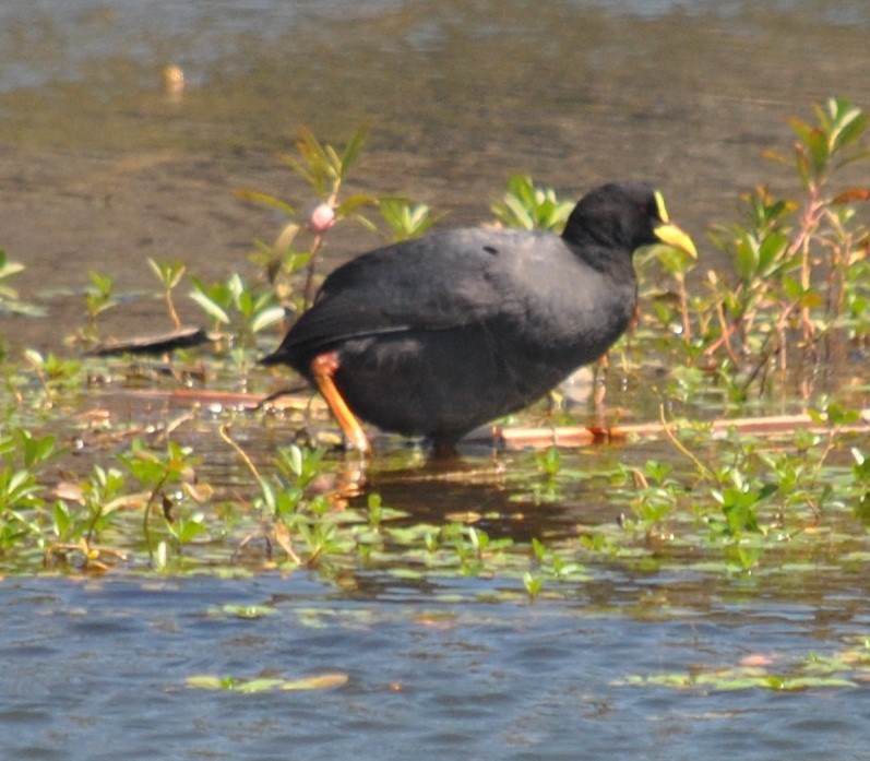 Red-gartered Coot - ML135866031