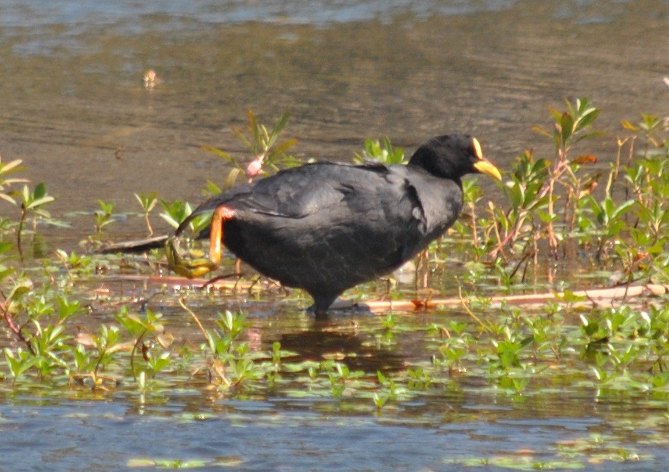 Red-gartered Coot - ML135866041