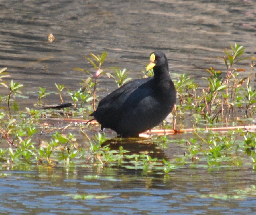 Red-gartered Coot - ML135866051