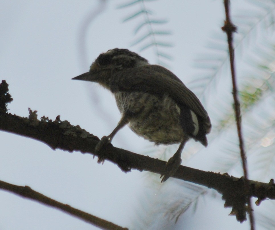 White-barred Piculet - ML135866081