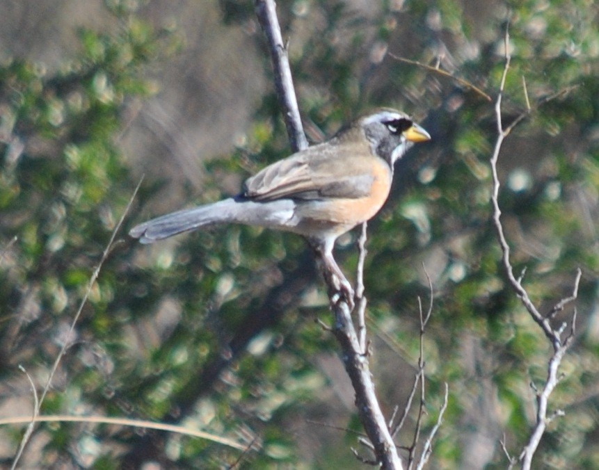 Many-colored Chaco Finch - ML135867031