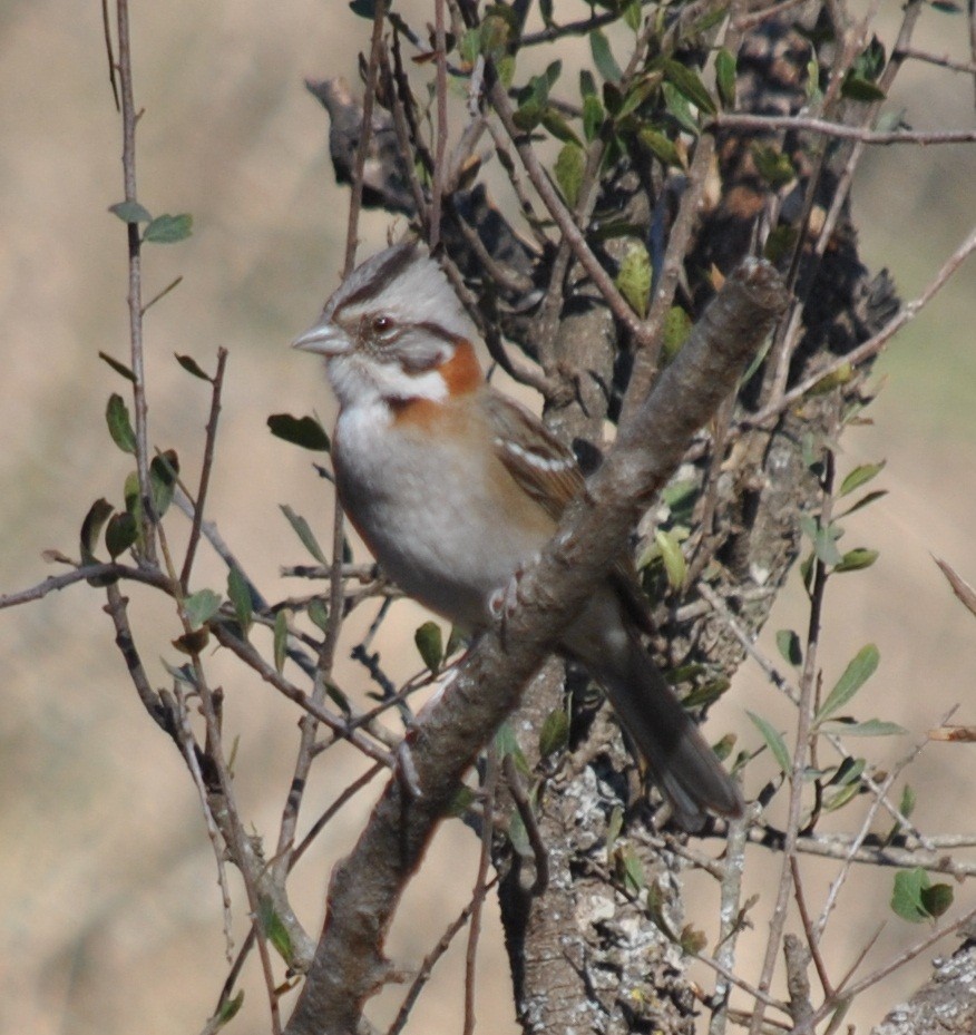 Rufous-collared Sparrow - ML135867081
