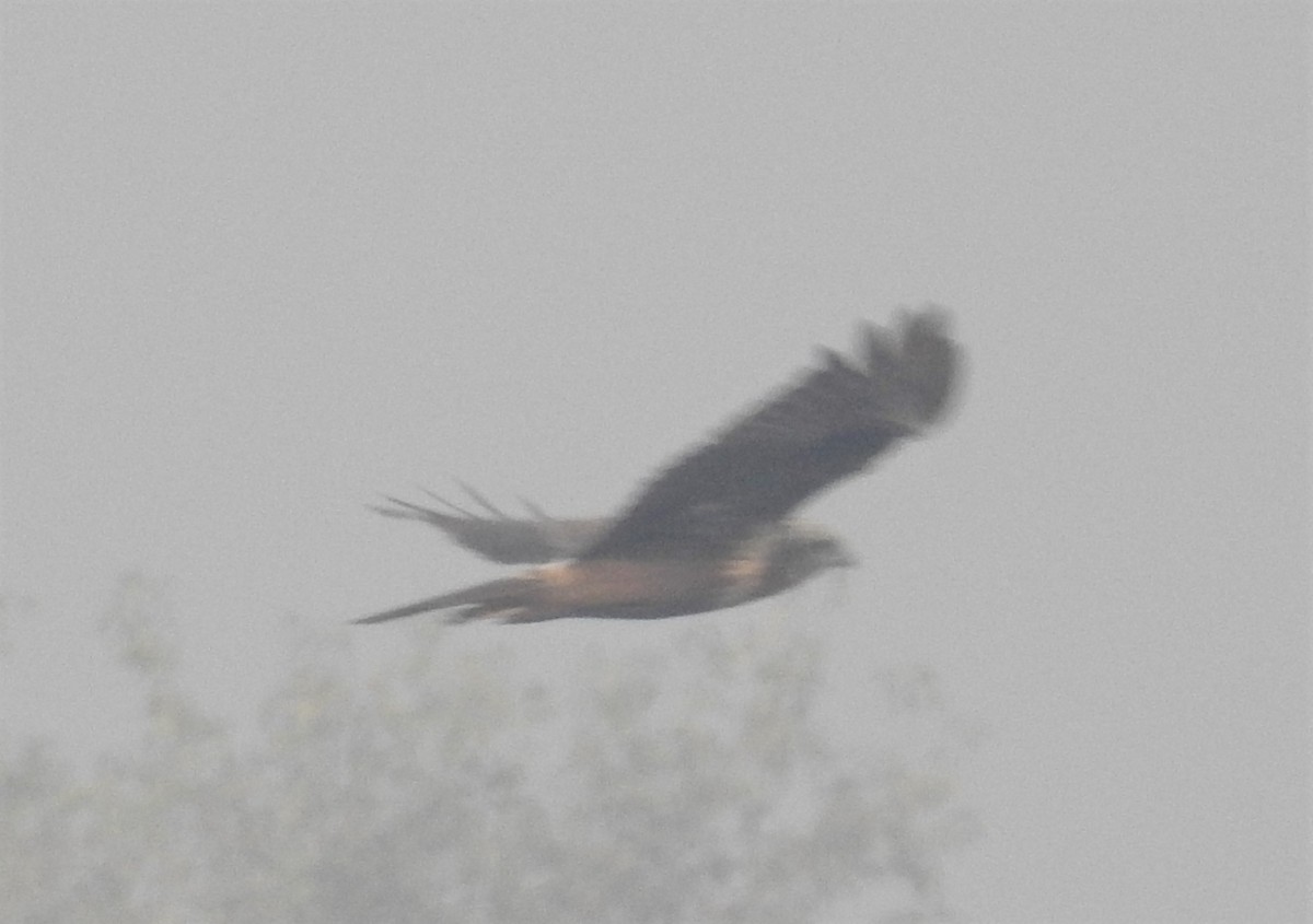 Eastern Marsh Harrier - Preetam Roy