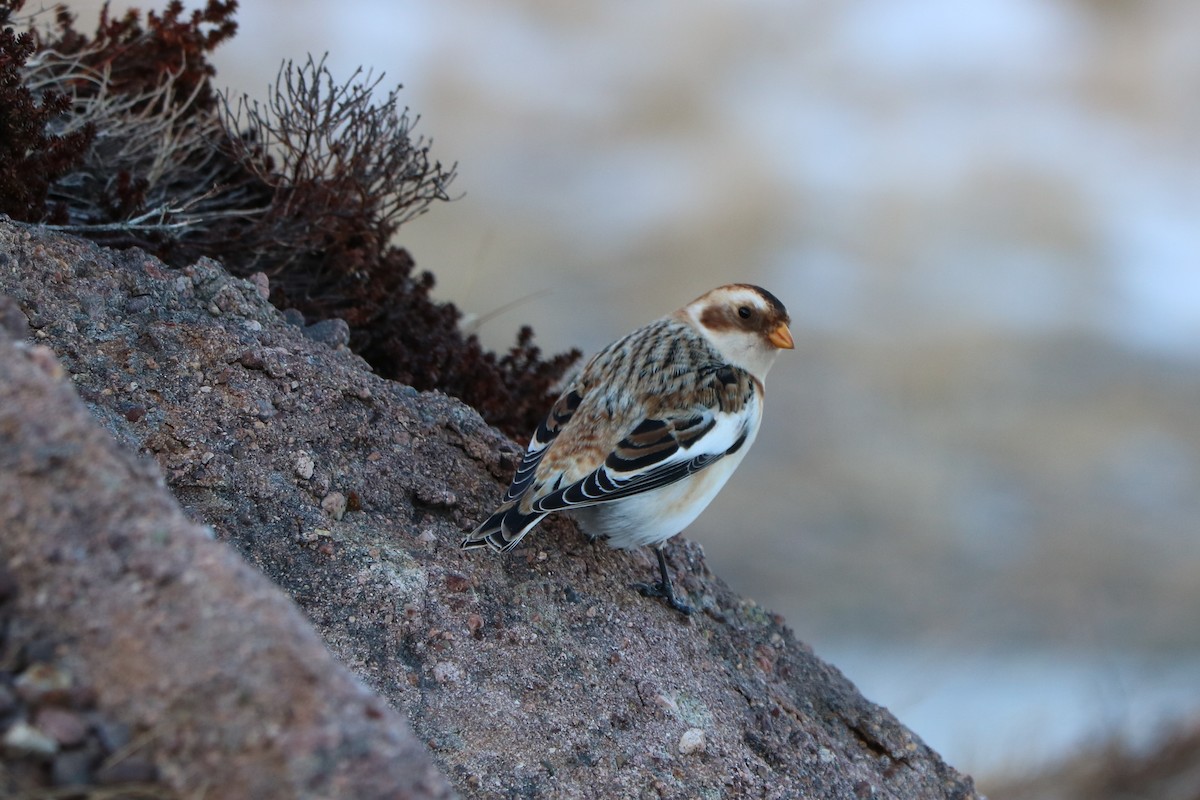 Snow Bunting - Fred & Colleen Wood