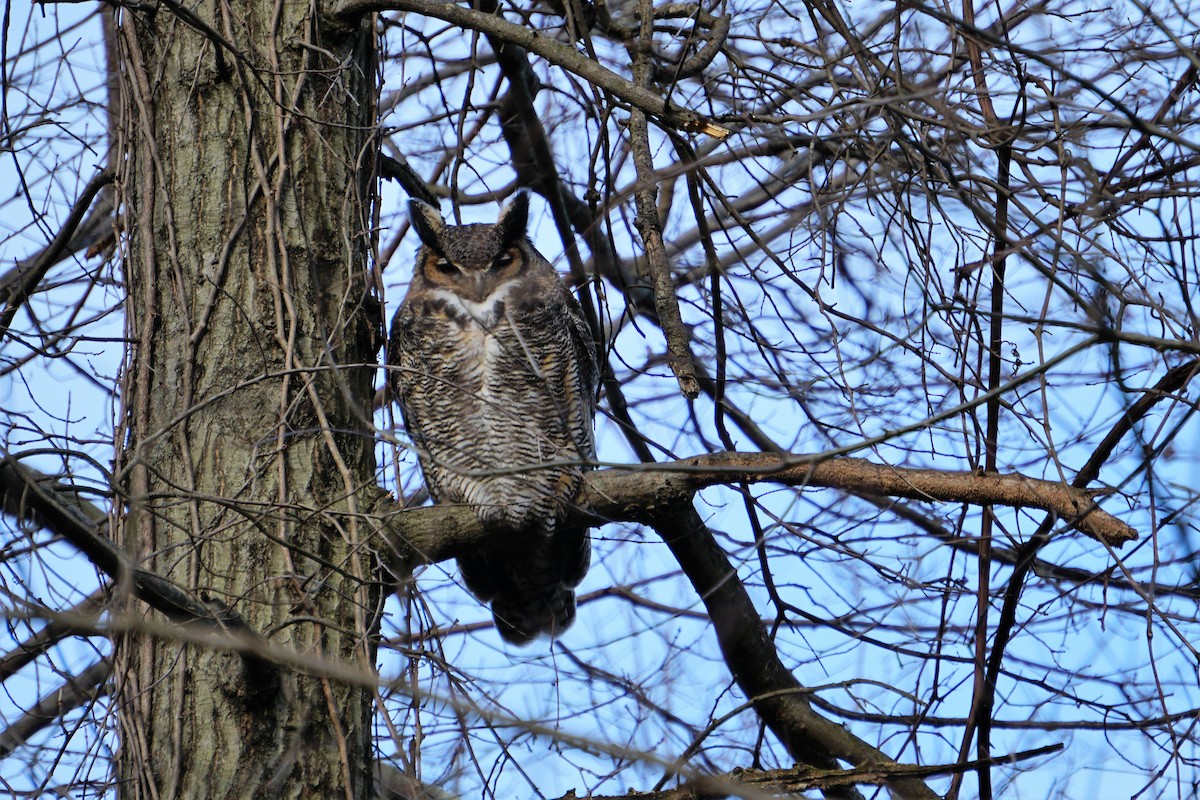 Great Horned Owl - Ed McGee