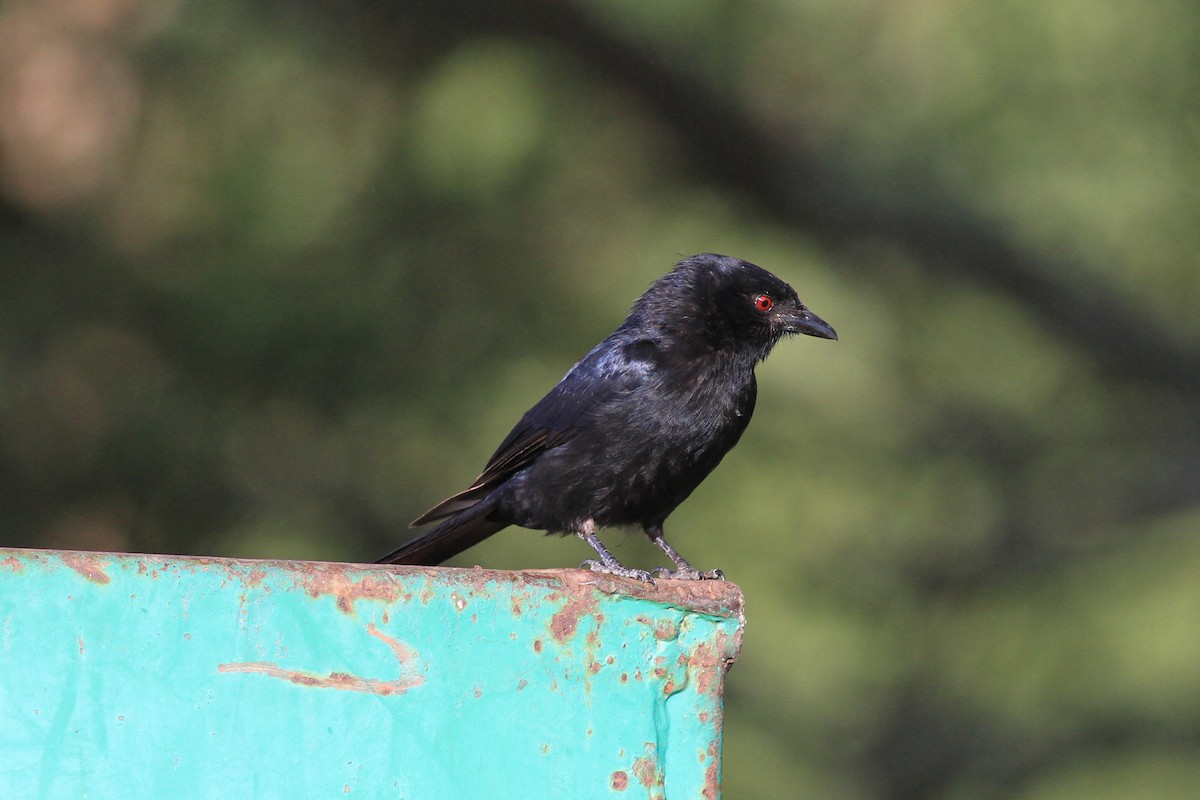Fork-tailed Drongo - ML135873551