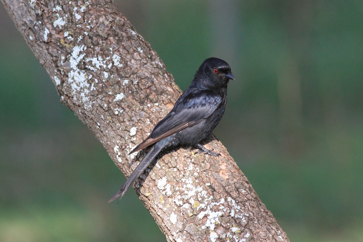 Fork-tailed Drongo - ML135873561