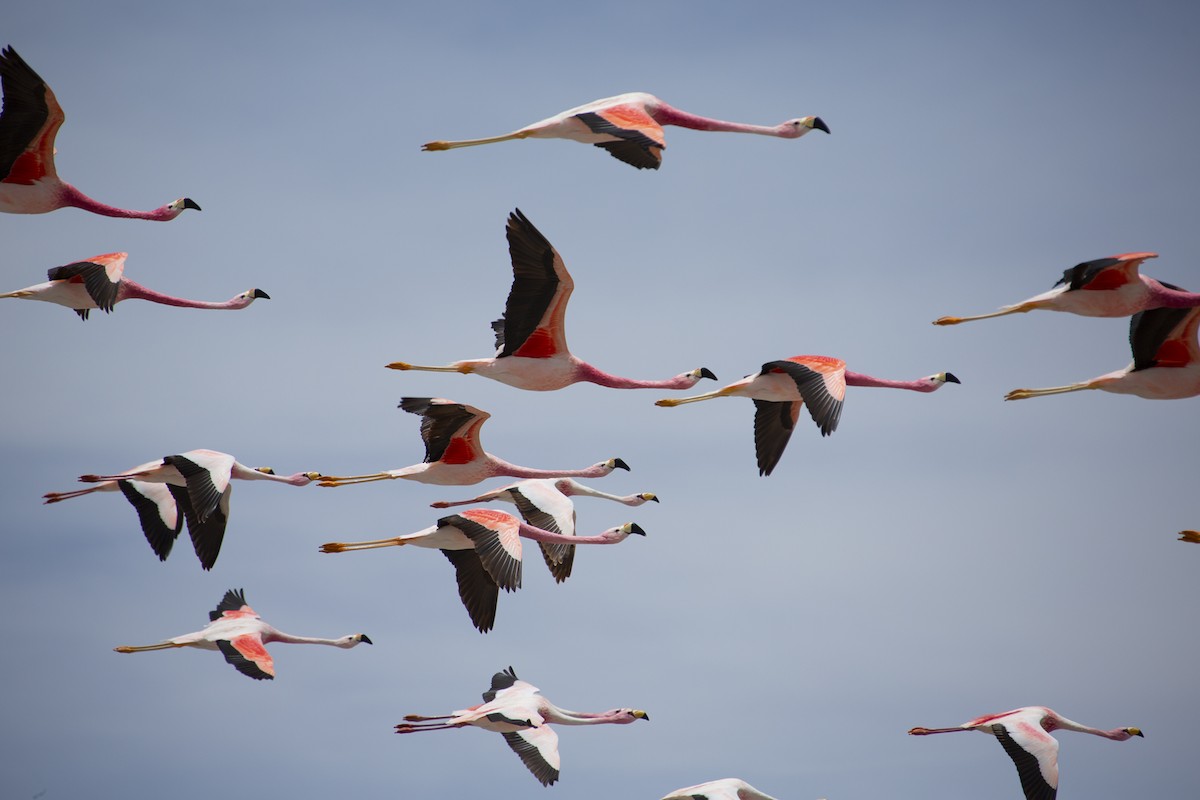 Andean Flamingo - Joshua Covill