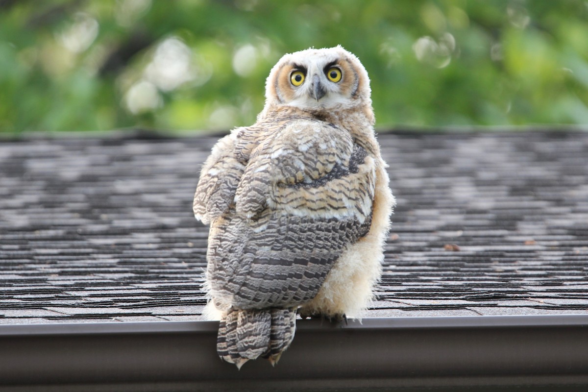 Great Horned Owl - Robert Gowan