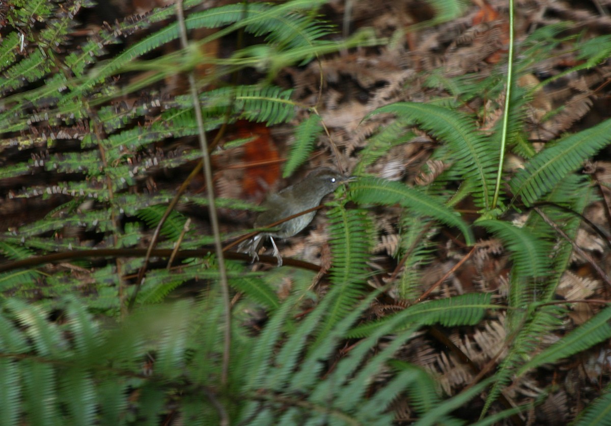 Aberrant Bush Warbler (Sunda) - Pam Rasmussen