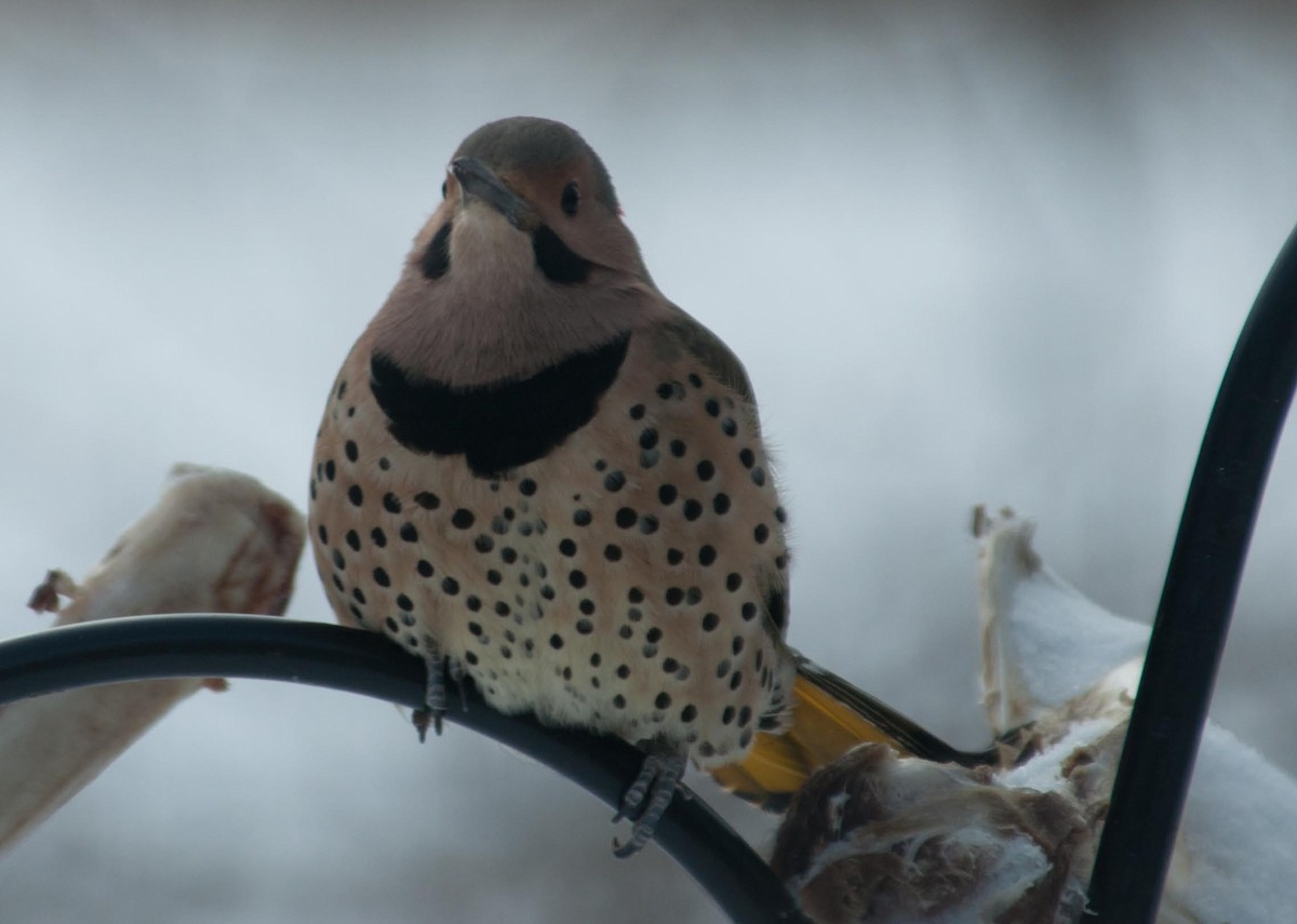 Northern Flicker (Yellow-shafted) - ML135876801