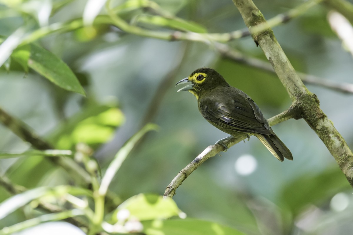 Lemon-spectacled Tanager - Nick Athanas