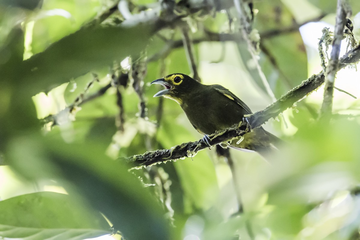 Lemon-spectacled Tanager - Nick Athanas