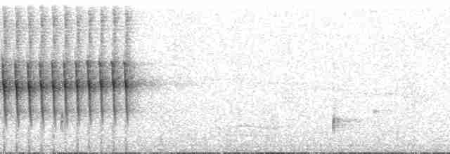 Dusky-tailed Antbird - ML135879