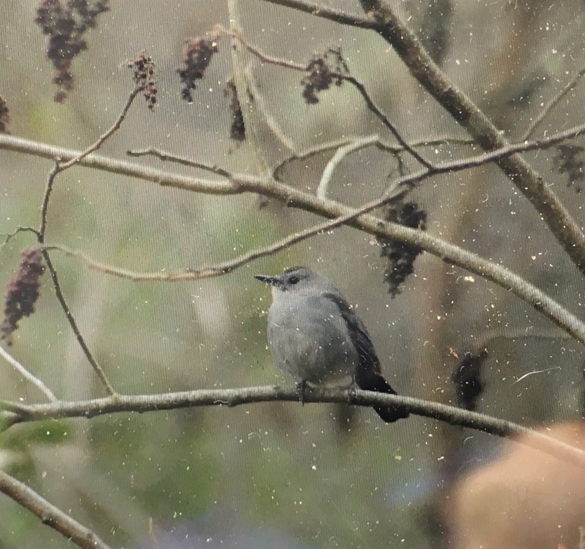 Gray Catbird - ML135879591