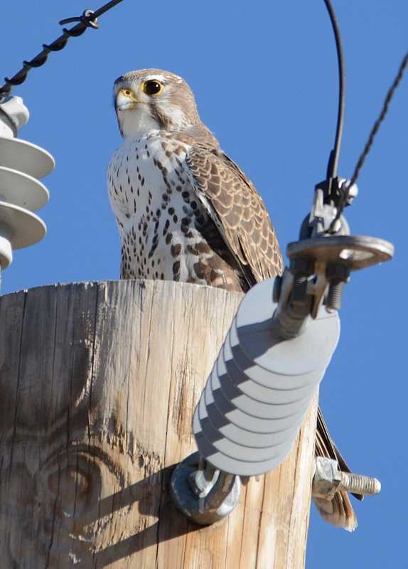Prairie Falcon - Jay Wilbur