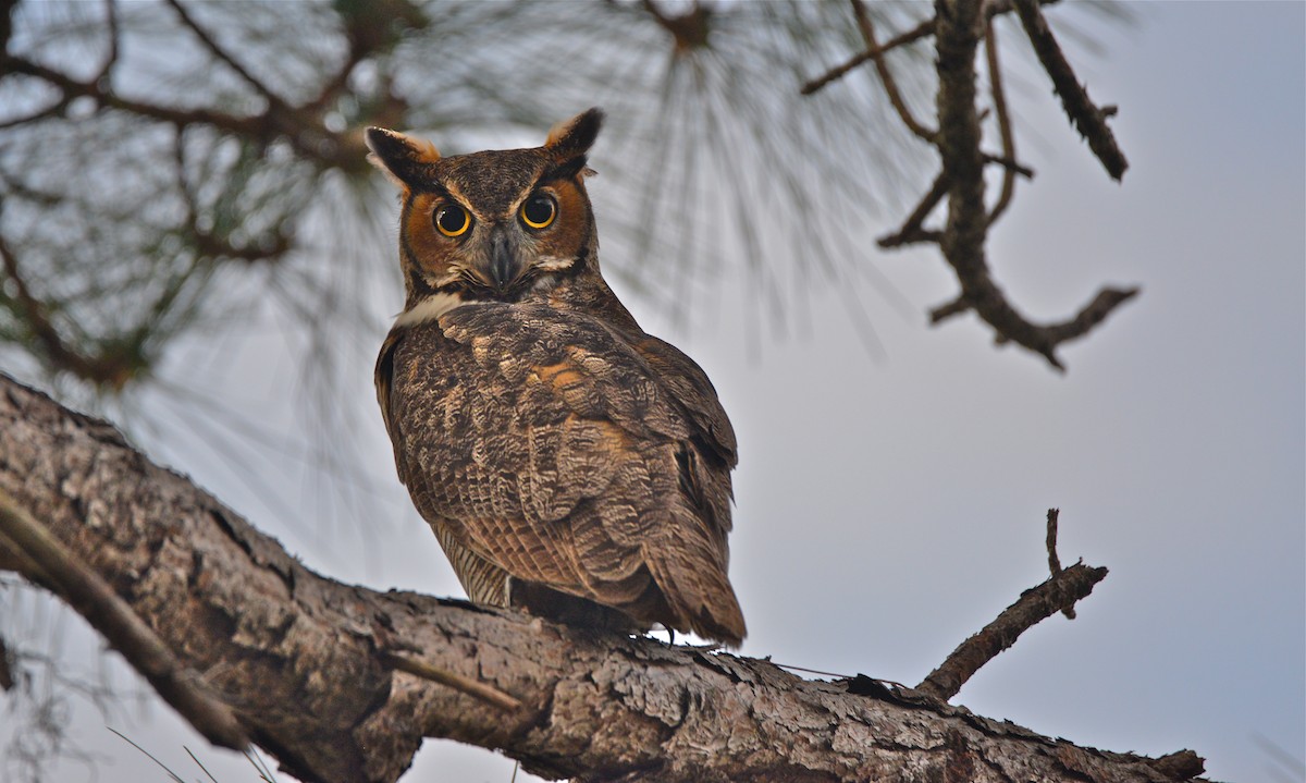 Great Horned Owl - Gloria Markiewicz