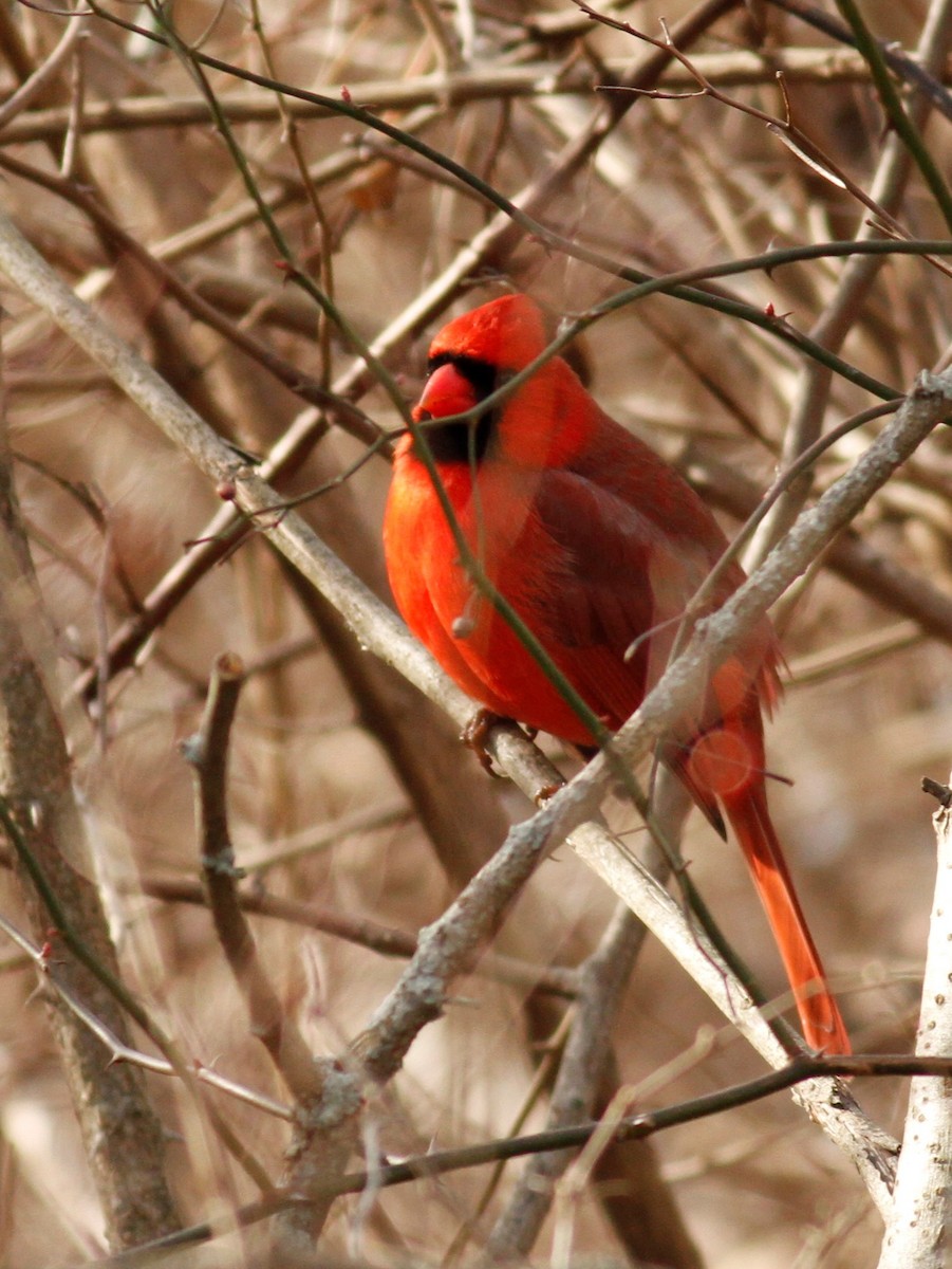 Cardinal rouge - ML135891491