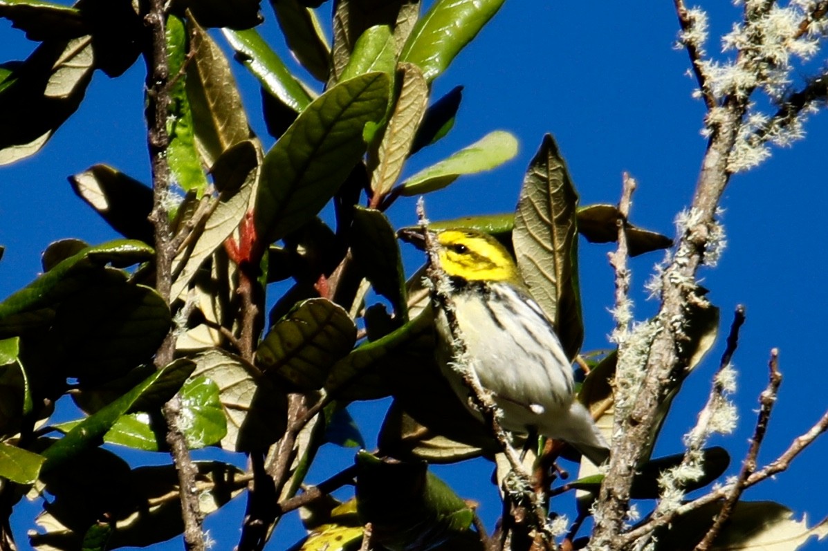 Black-throated Green Warbler - ML135891841