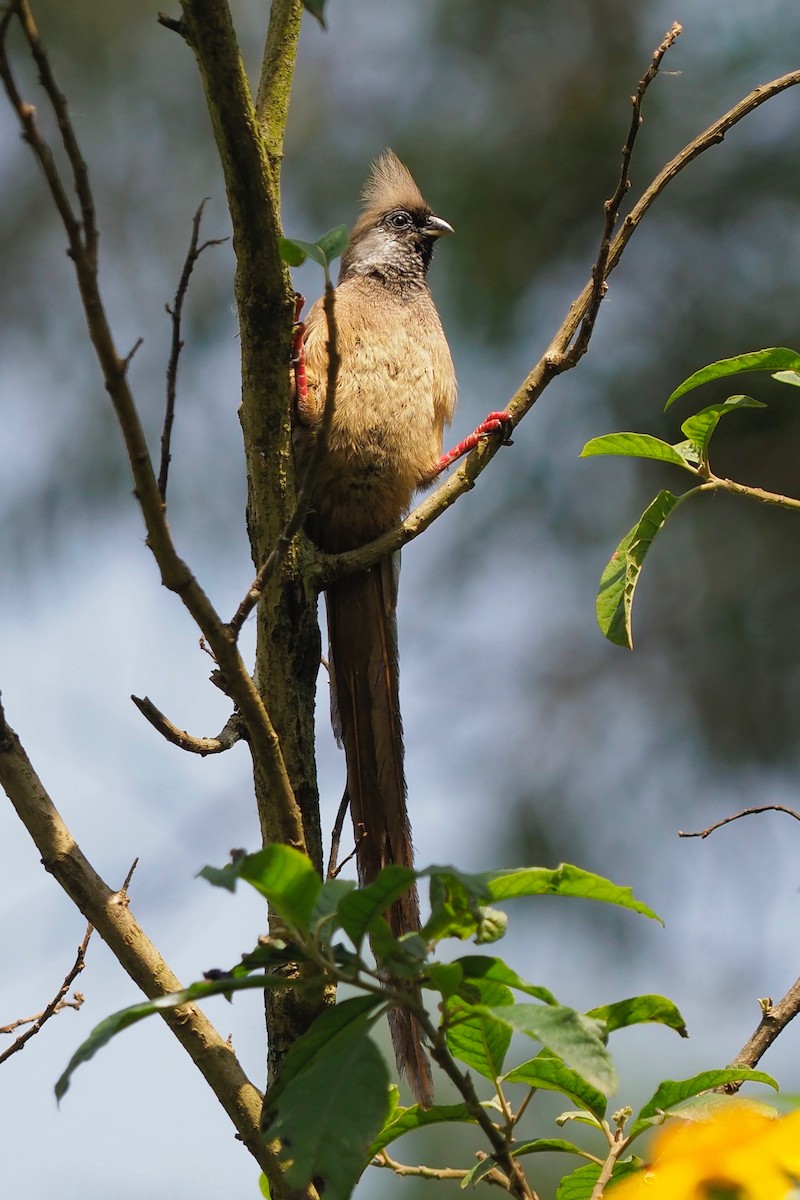 Speckled Mousebird - 宇杰 彭