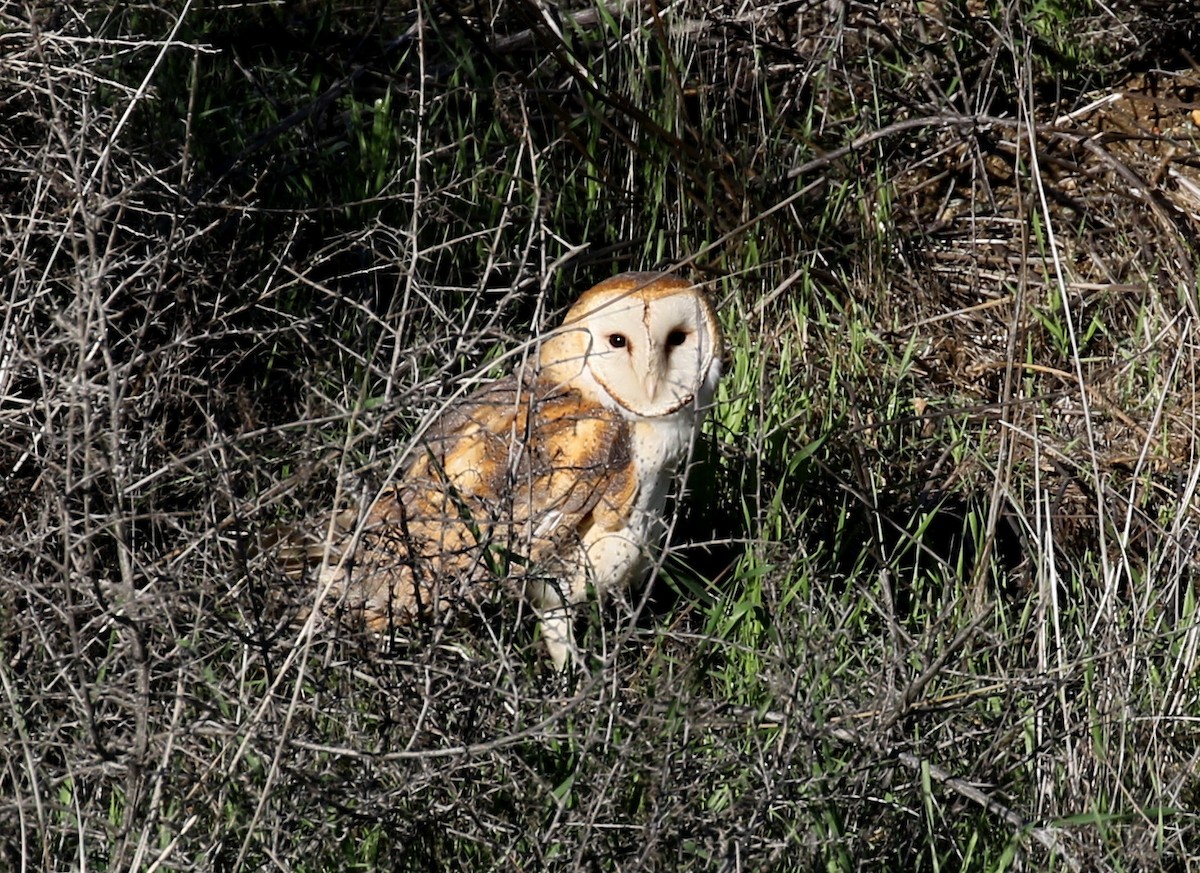 Barn Owl - Matthew Grube