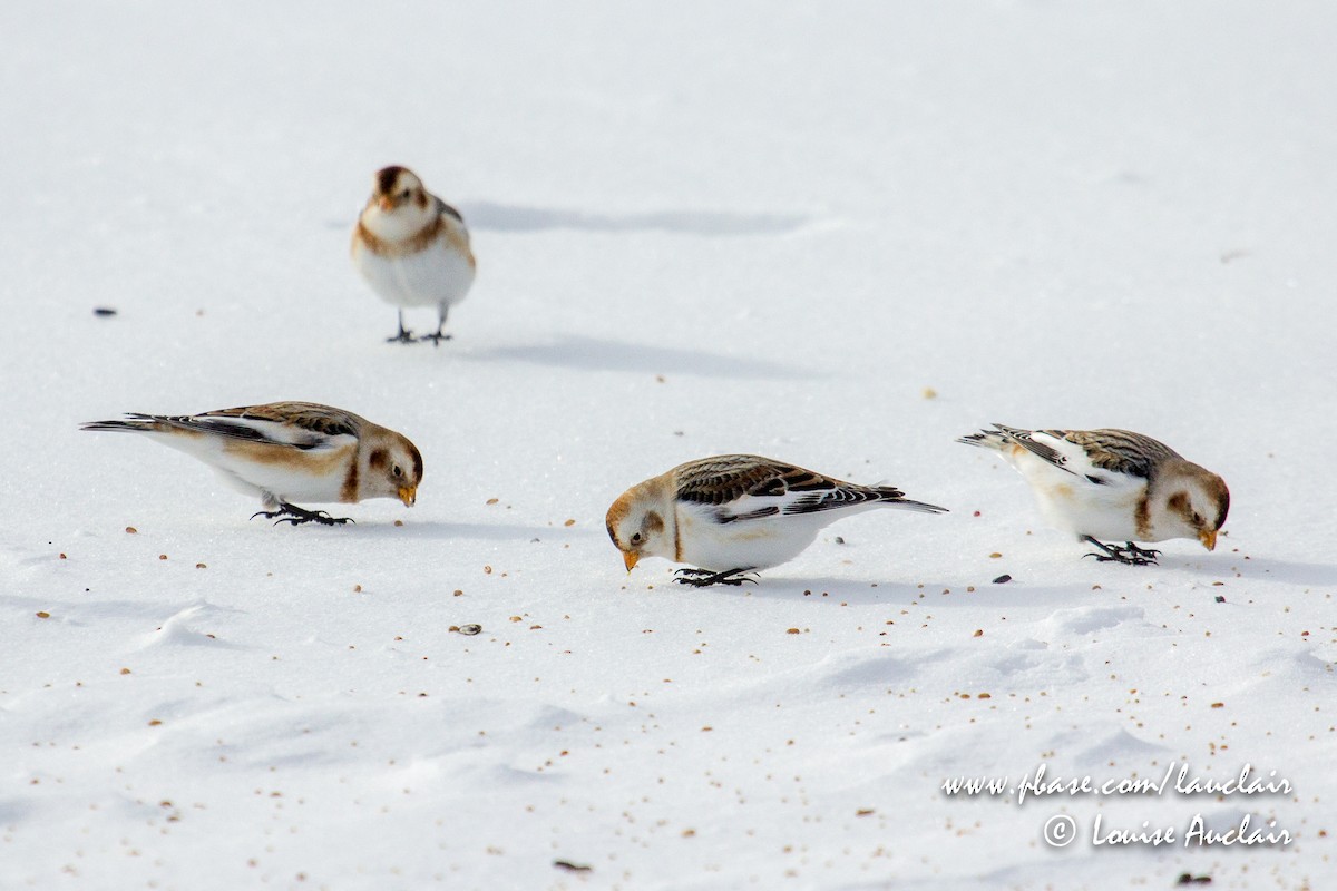 Snow Bunting - Louise Auclair