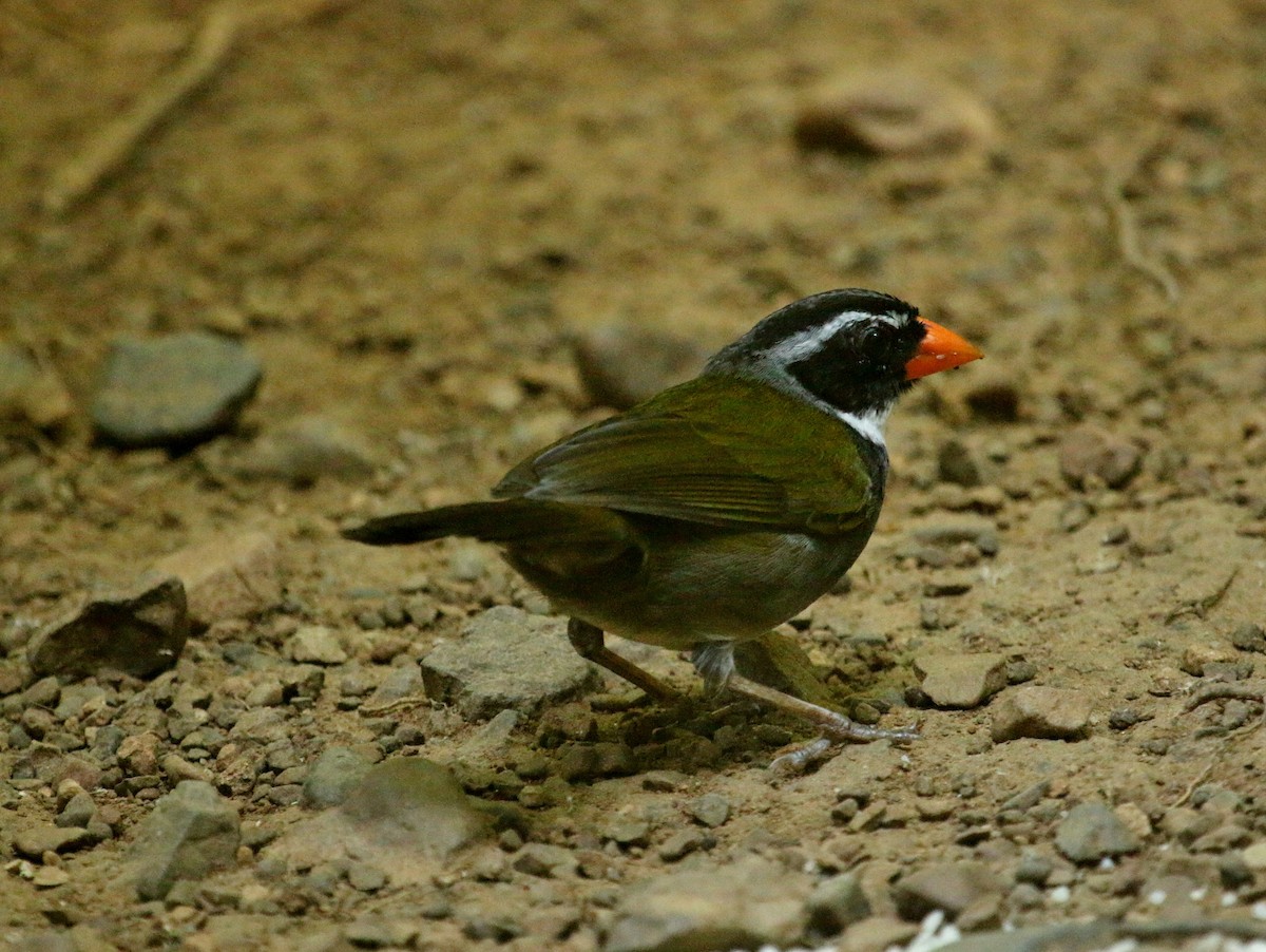 Orange-billed Sparrow - Christine Jacobs