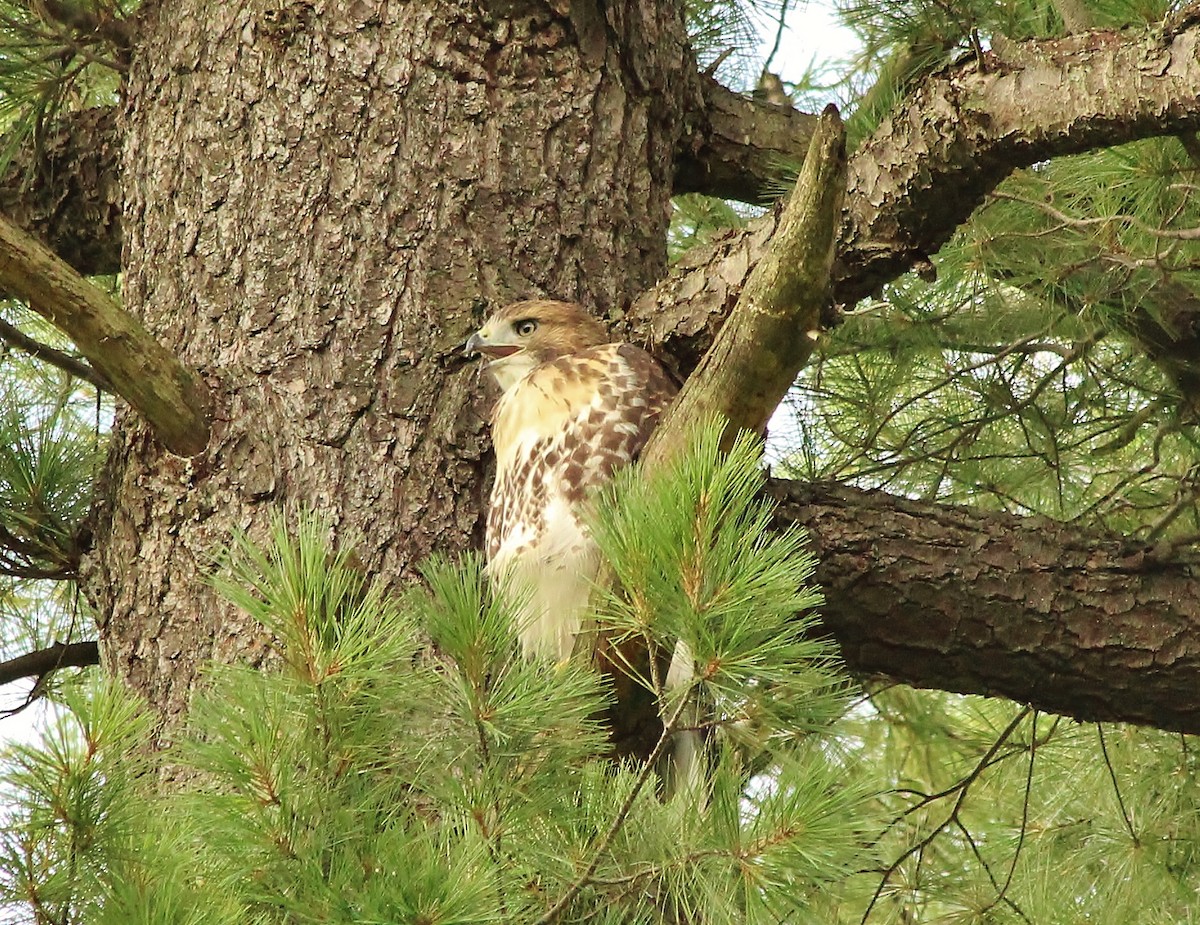 Red-tailed Hawk - ML135898171