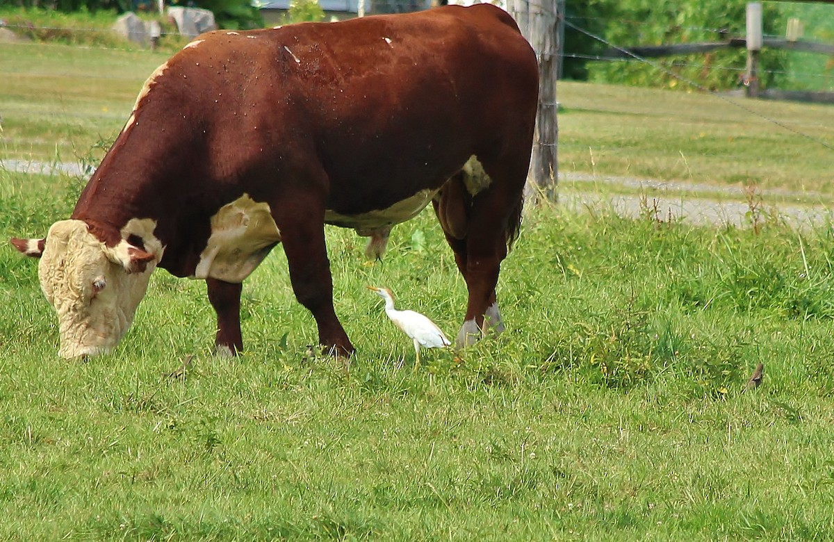 Western Cattle Egret - ML135898301
