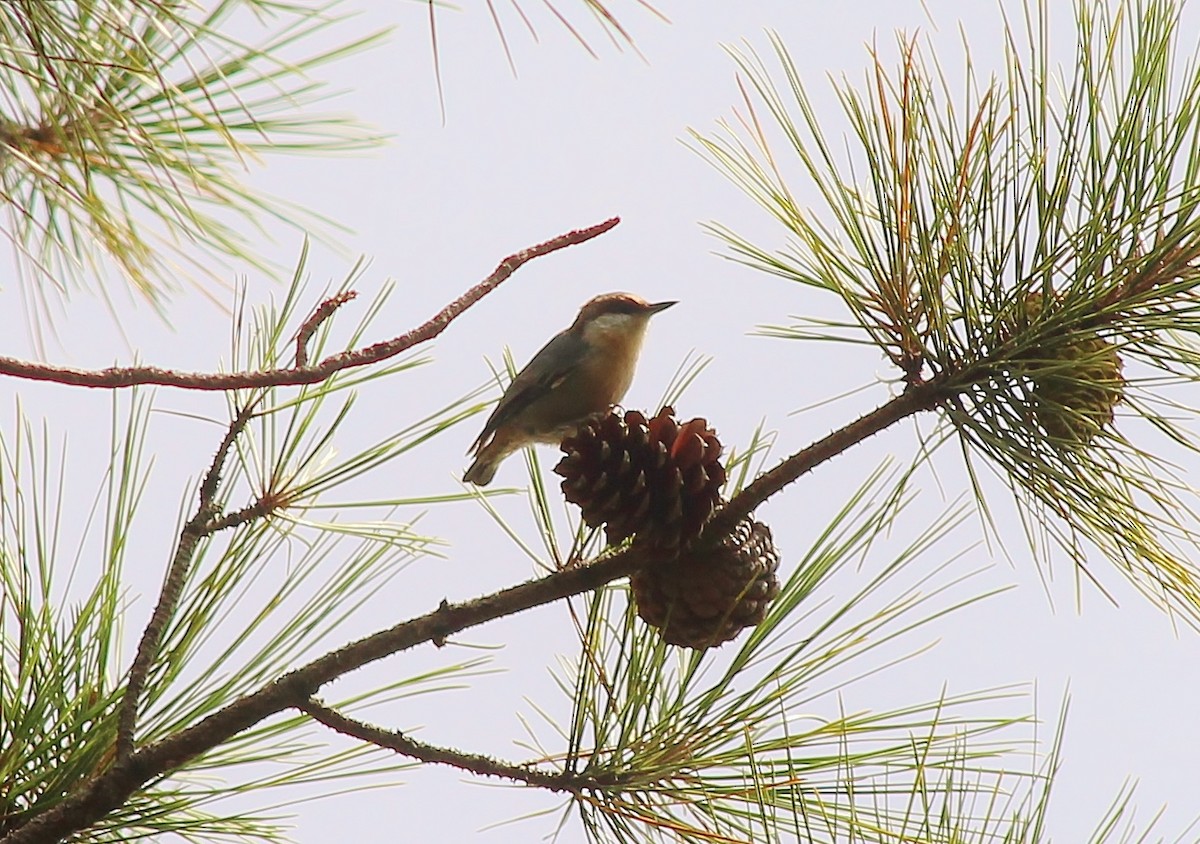 Brown-headed Nuthatch - ML135898341