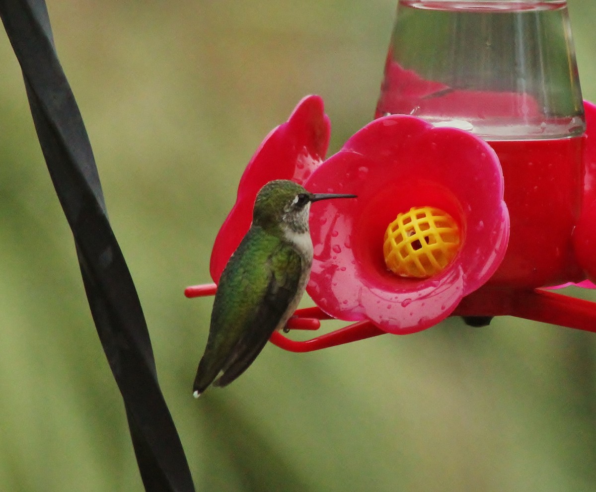Ruby-throated Hummingbird - ML135898501