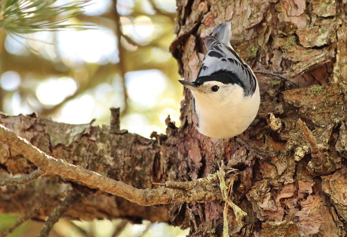 White-breasted Nuthatch - ML135898731