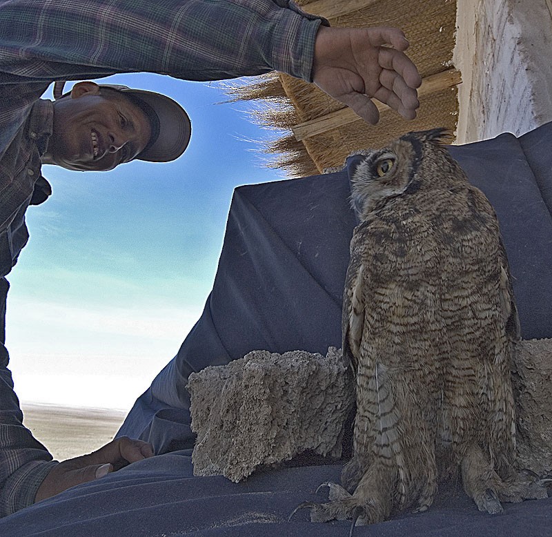 Lesser Horned Owl - Dominic Garcia-Hall